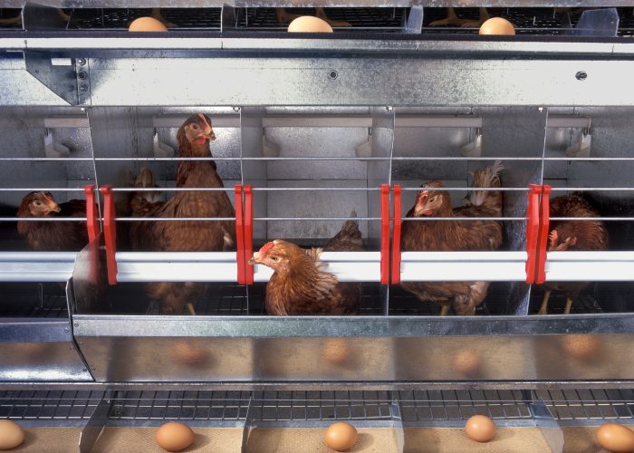Chicken and eggs inside a chicken farm