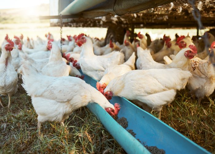 Chicken, farming and poultry on farm for agriculture, livestock and animal feed, nature and outdoor